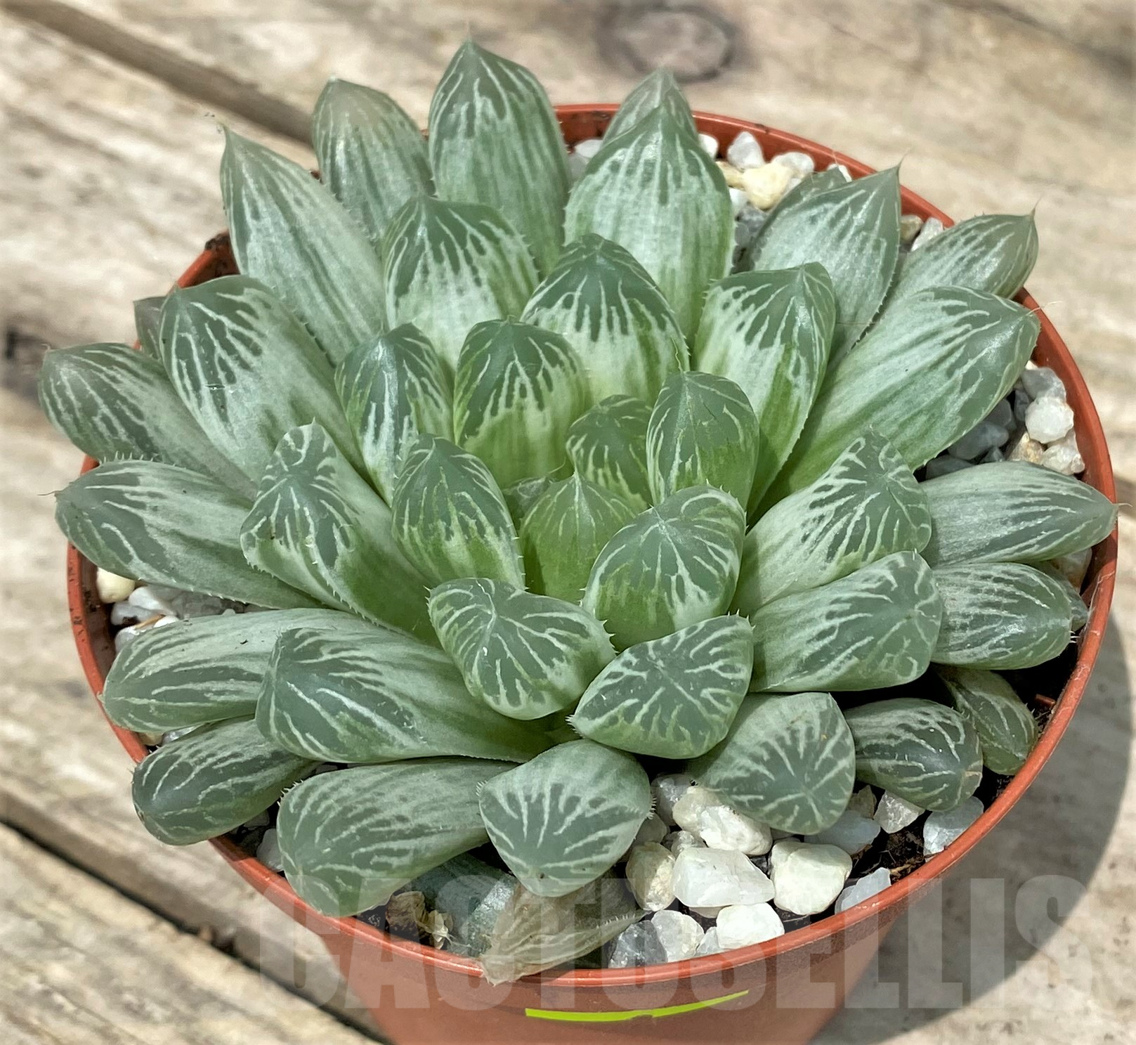 SL26107 Haworthia cooperi f. variegata - immagine 2
