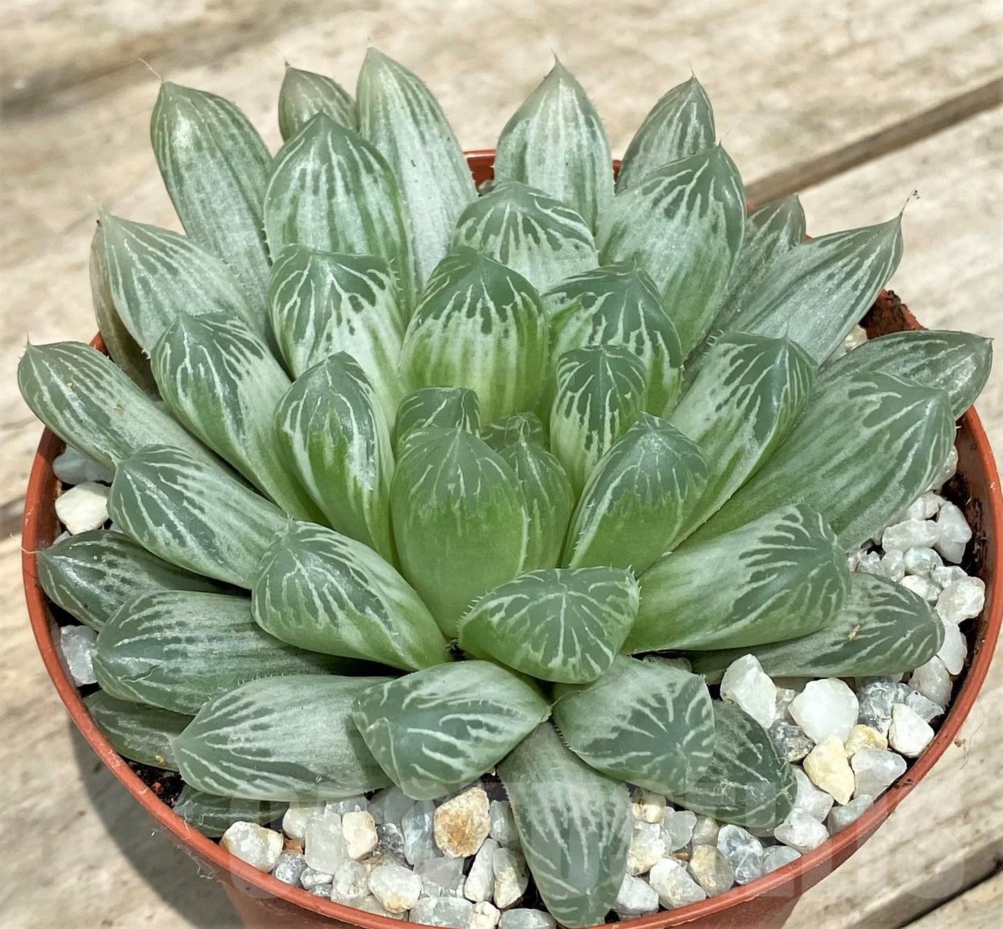 SL26107 Haworthia cooperi f. variegata