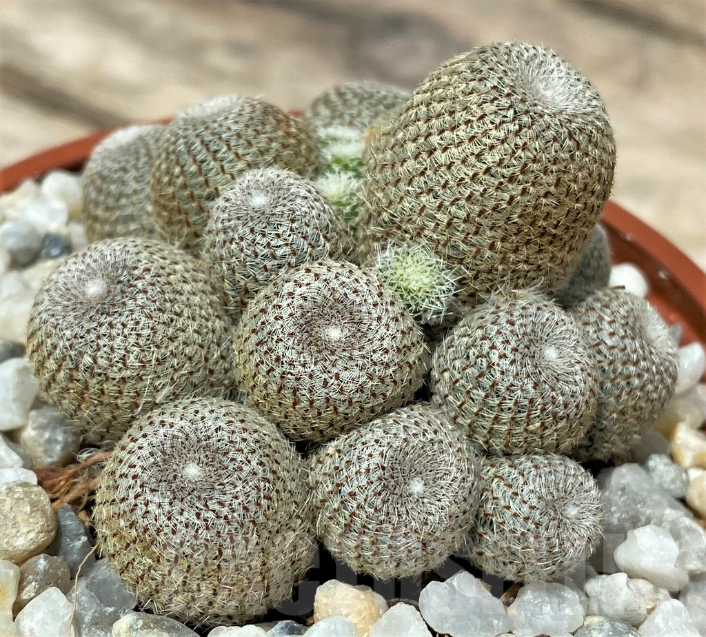 SL26108 Rebutia heliosa