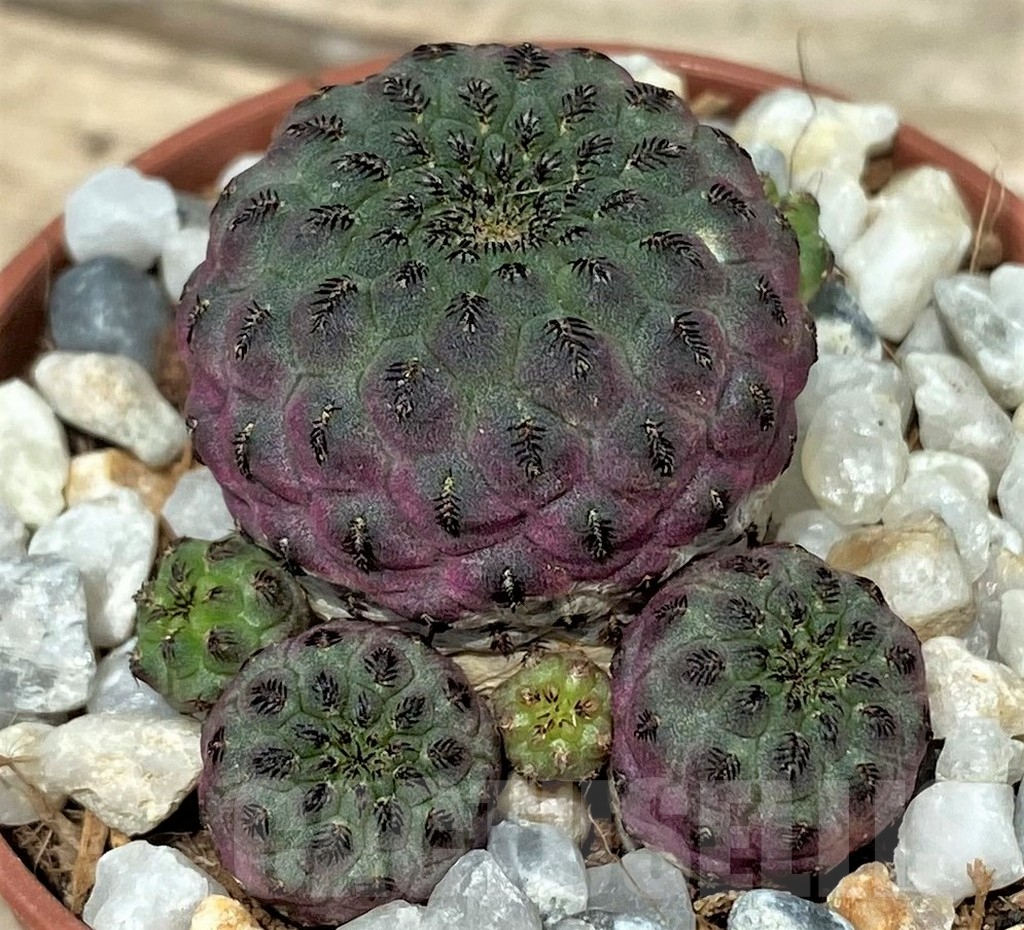 SL26109 Sulcorebutia rauschii - immagine 2