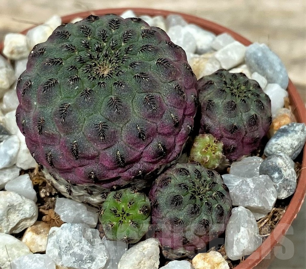 SL26109 Sulcorebutia rauschii