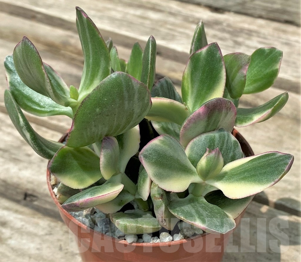 SL26111 Crassula ovata f. variegata