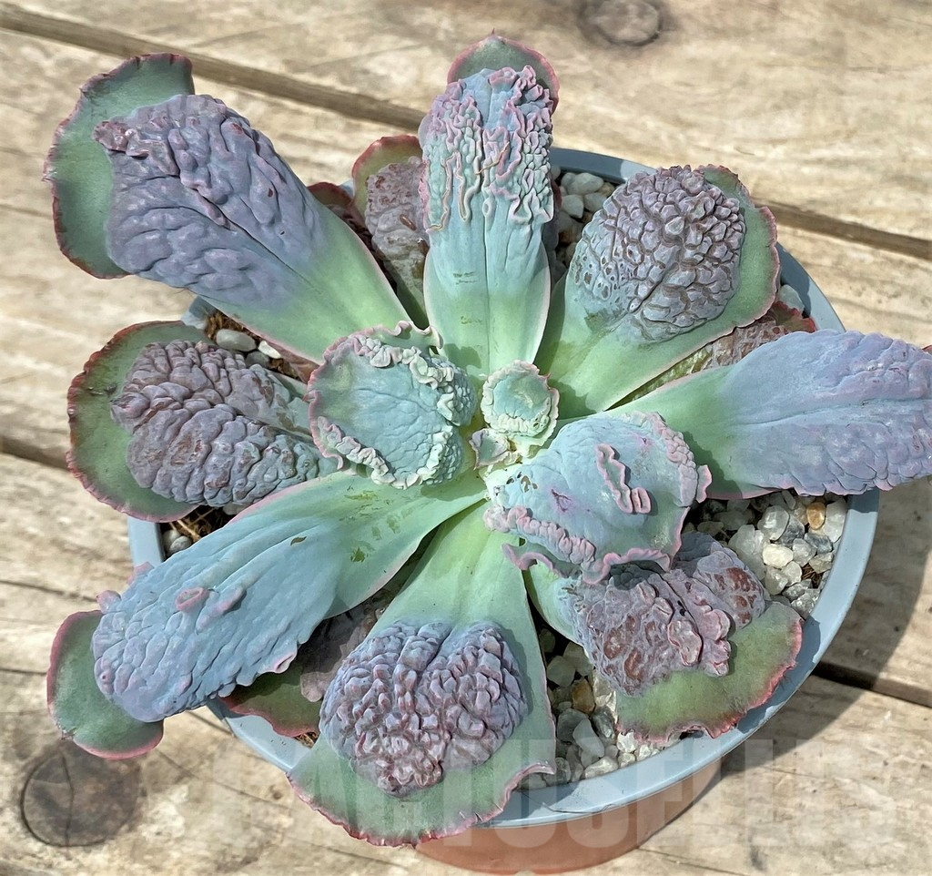 SHPR26113 Echeveria 'Paul Bunyan' - immagine 2