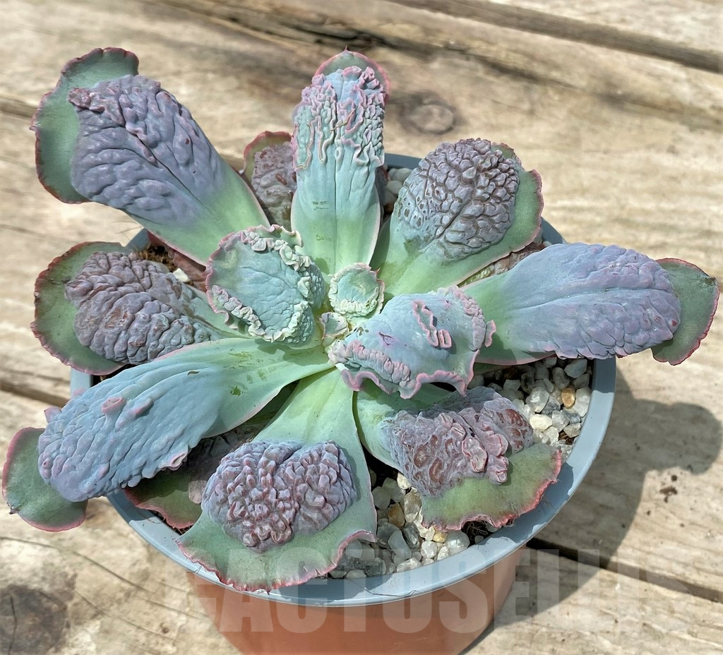 SHPR26113 Echeveria 'Paul Bunyan'