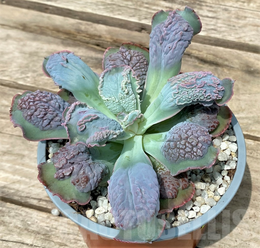 SHPR26113 Echeveria 'Paul Bunyan' - immagine 3