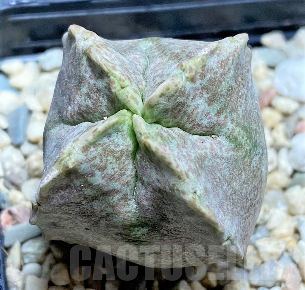 SHPR26124 Whitesloanea crassa