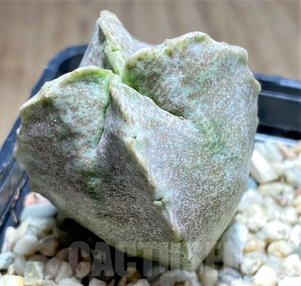 SHPR26124 Whitesloanea crassa - immagine 2