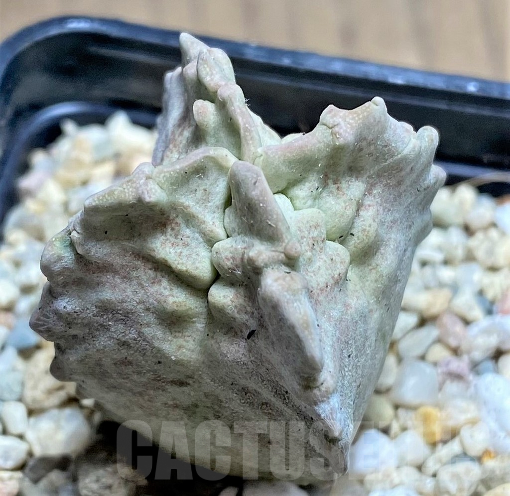 SHPR26125 Whitesloanea crassa