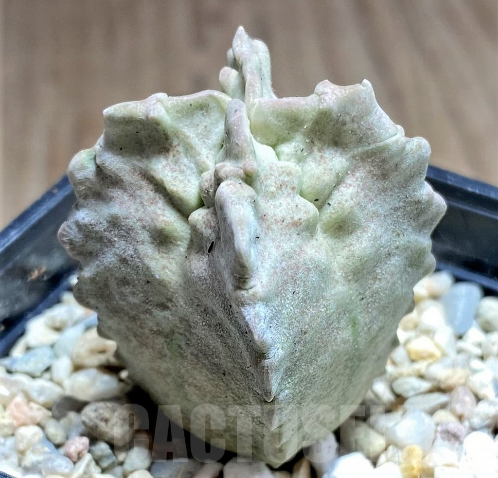 SHPR26125 Whitesloanea crassa - immagine 2