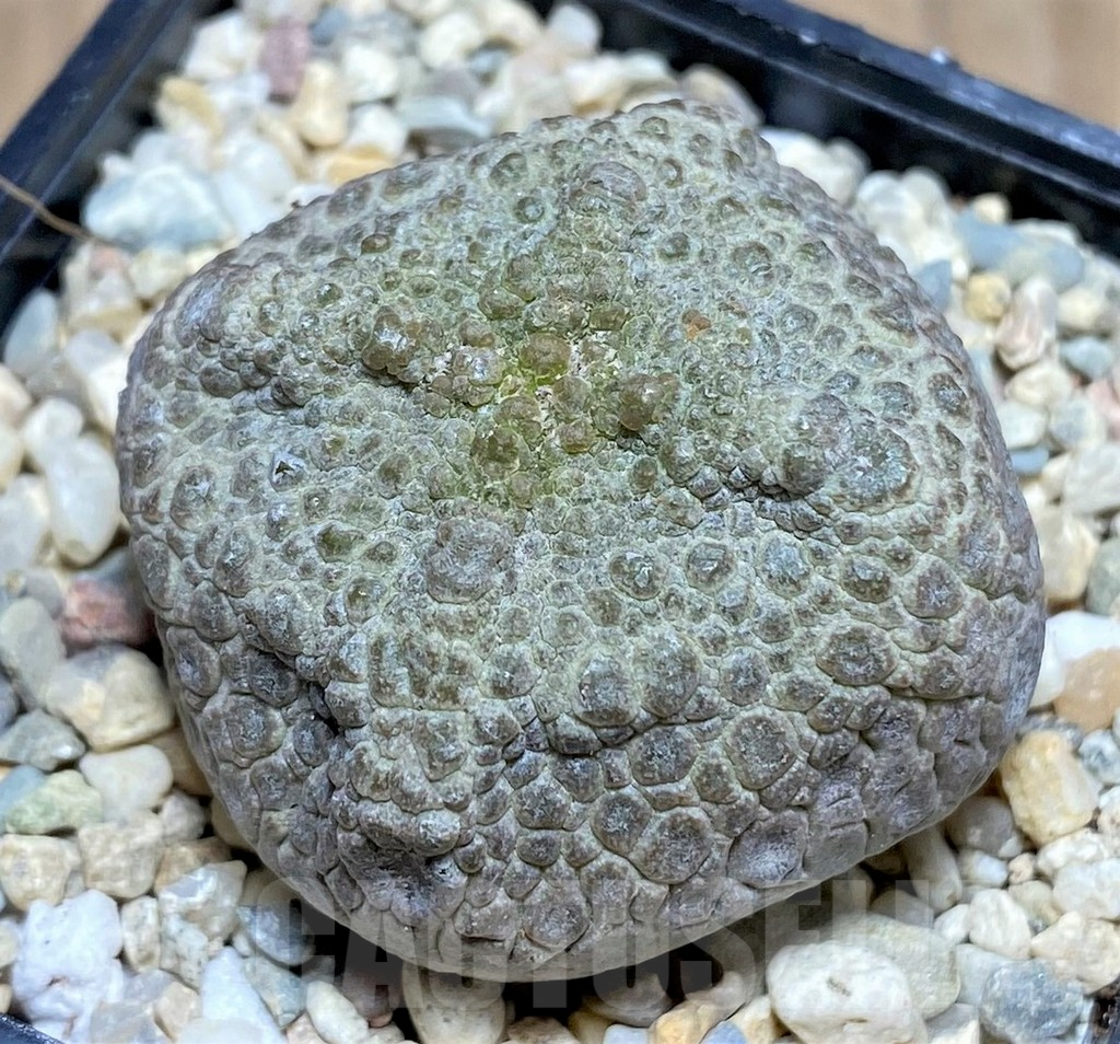 SHPR26126 Pseudolithos cubiformis