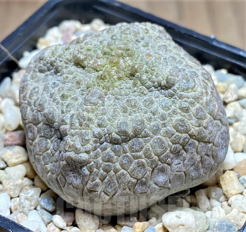 SHPR26126 Pseudolithos cubiformis - immagine 2