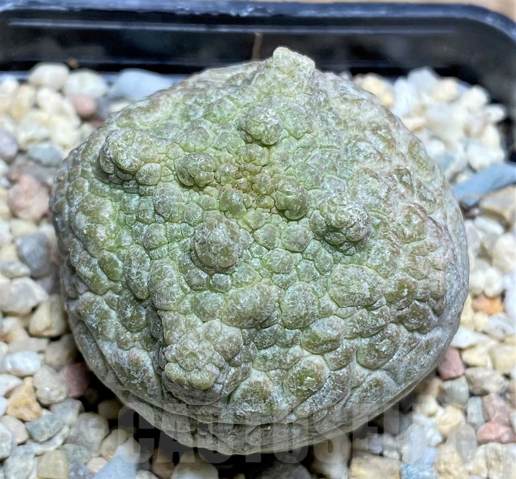 SHPR26127 Pseudolithos cubiformis