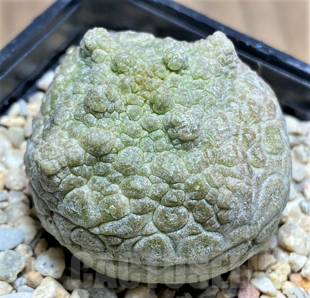 SHPR26127 Pseudolithos cubiformis - immagine 2