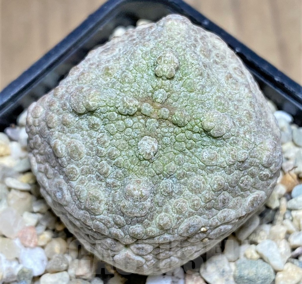 SHPR26129 Pseudolithos cubiformis
