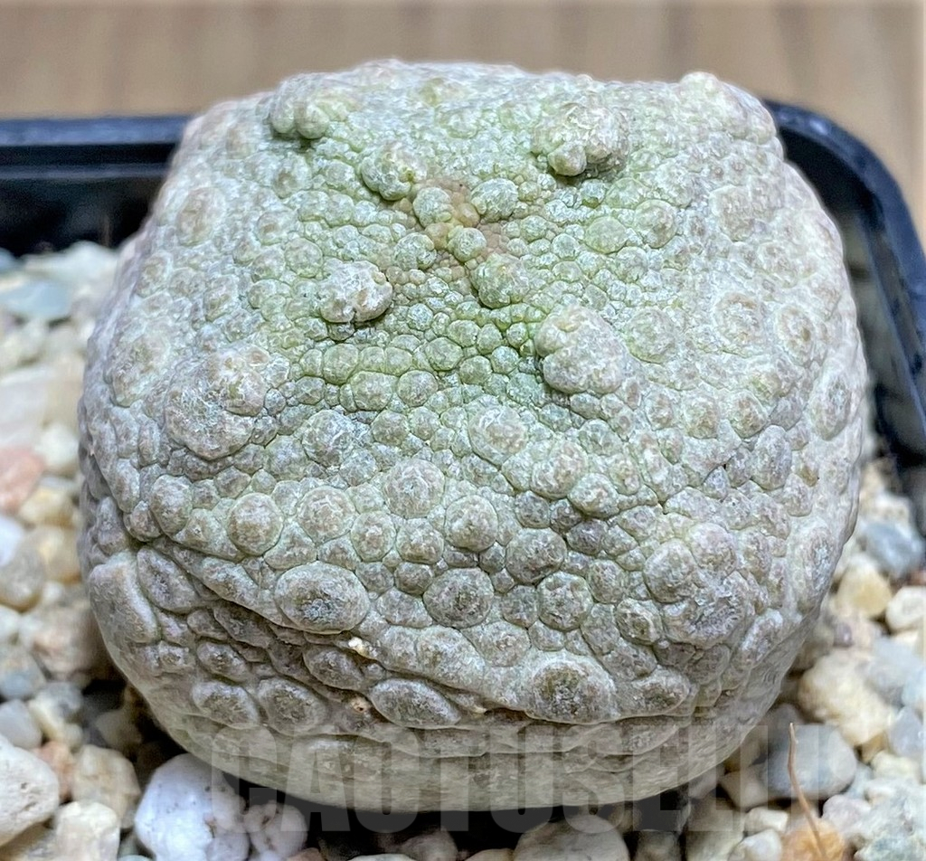 SHPR26129 Pseudolithos cubiformis - immagine 2