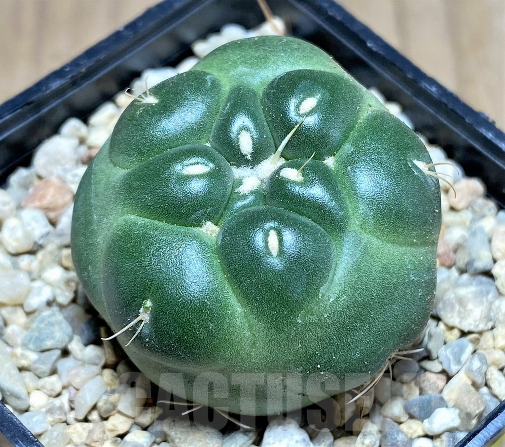 SHPR26130 Coryphantha elephantidens f. inermis