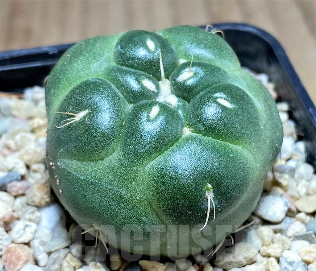 SHPR26130 Coryphantha elephantidens f. inermis - Image 2