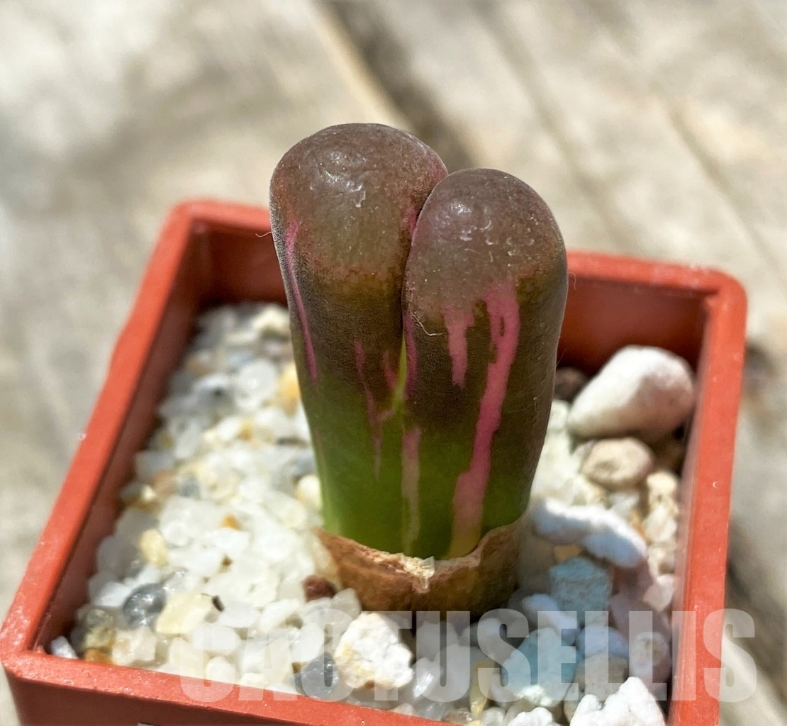 LOT667 20 SEEDS Ophthalmophyllum verrucosum 2024