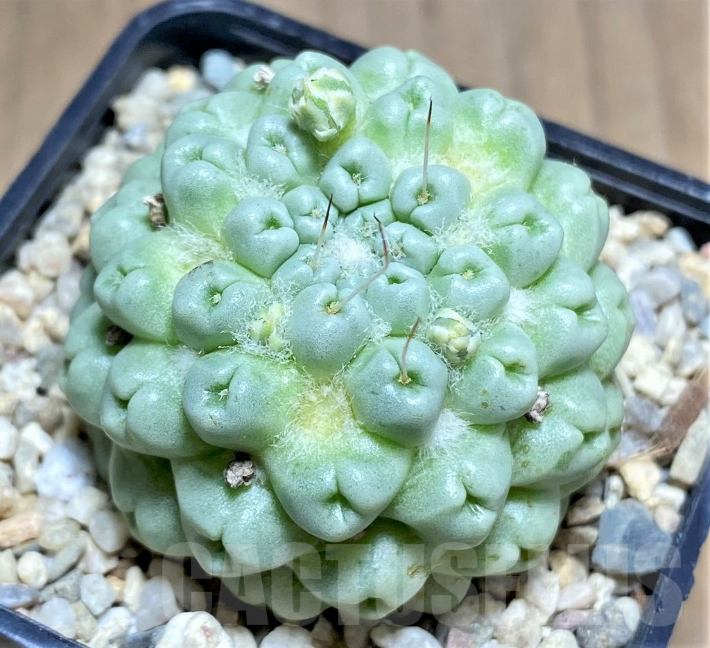 SHPR26162 Mammillaria schumannii 'inermis'