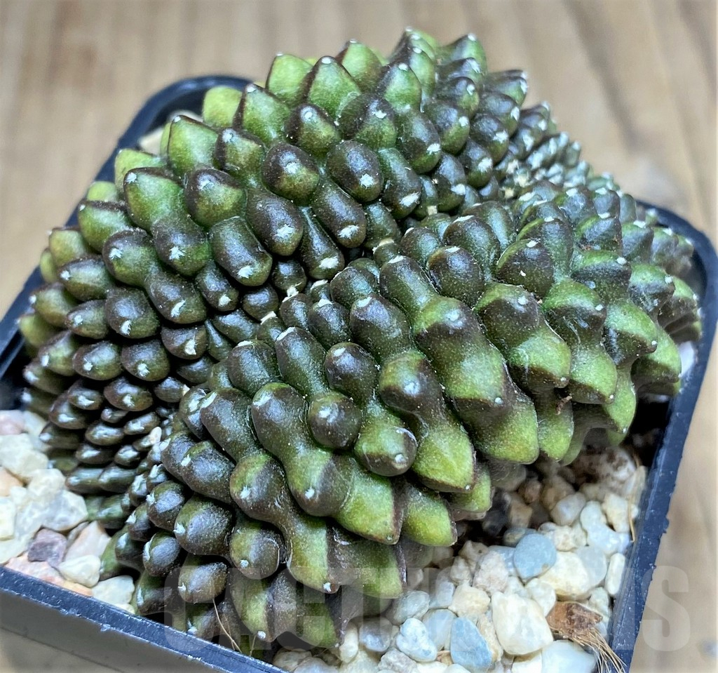 SHPR26164 Gymnocalycium mihanovichii hybrid 'inermis' f. cristata – Bild 2