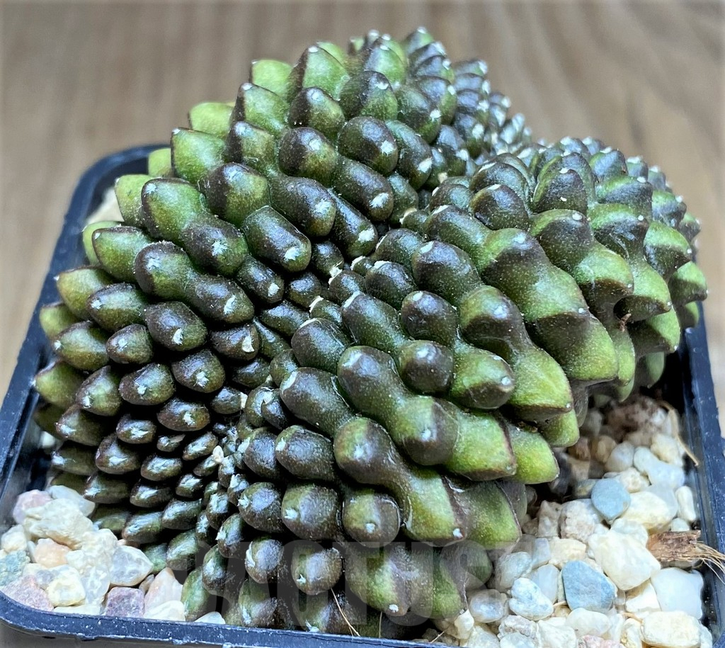 SHPR26164 Gymnocalycium mihanovichii hybrid 'inermis' f. cristata