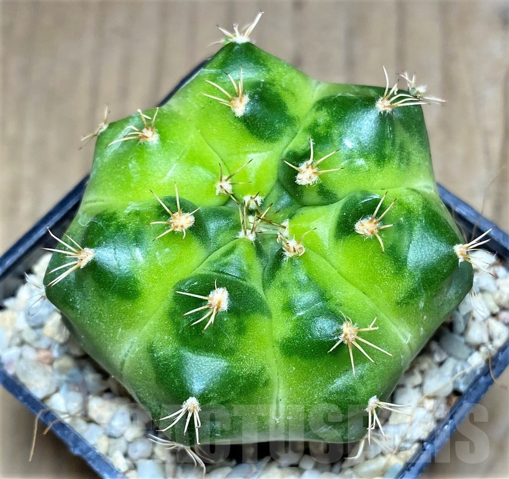 SHPR26166 Gymnocalycium mihanovichii 'Green Marble'