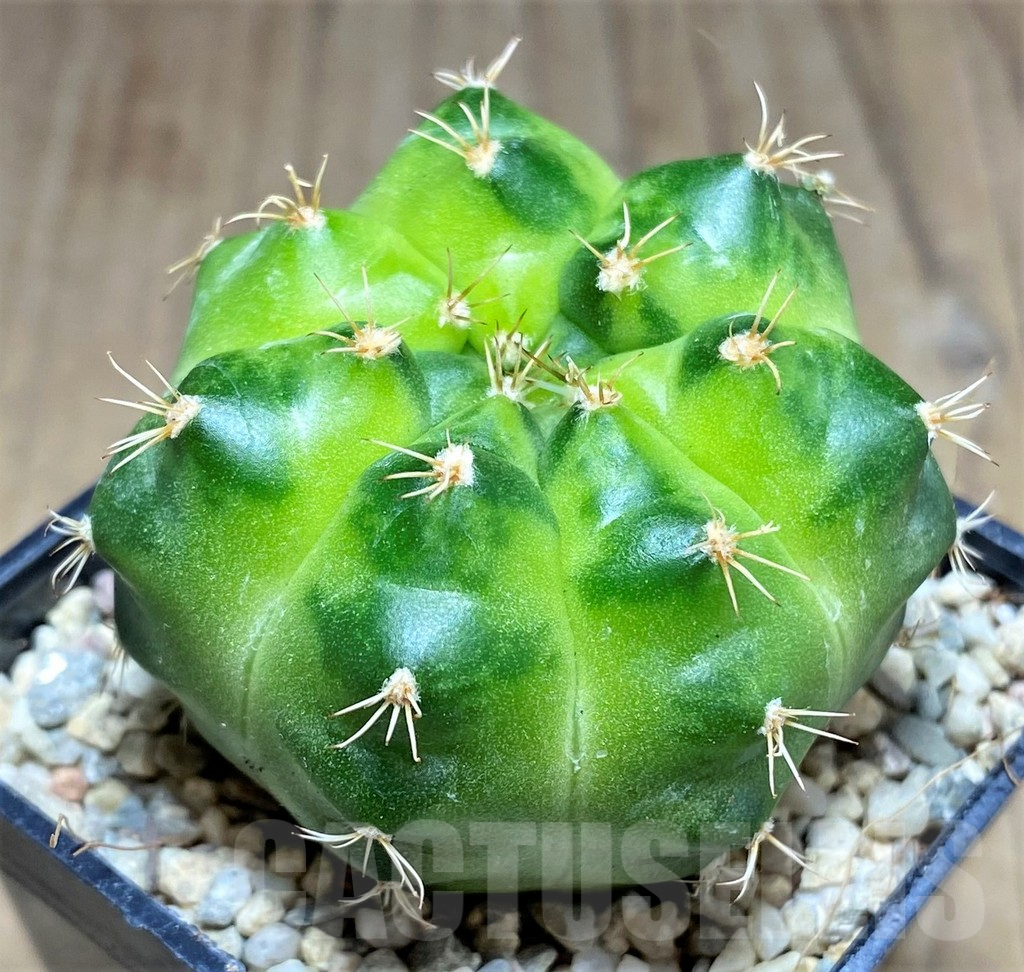 SHPR26166 Gymnocalycium mihanovichii 'Green Marble' – Bild 2