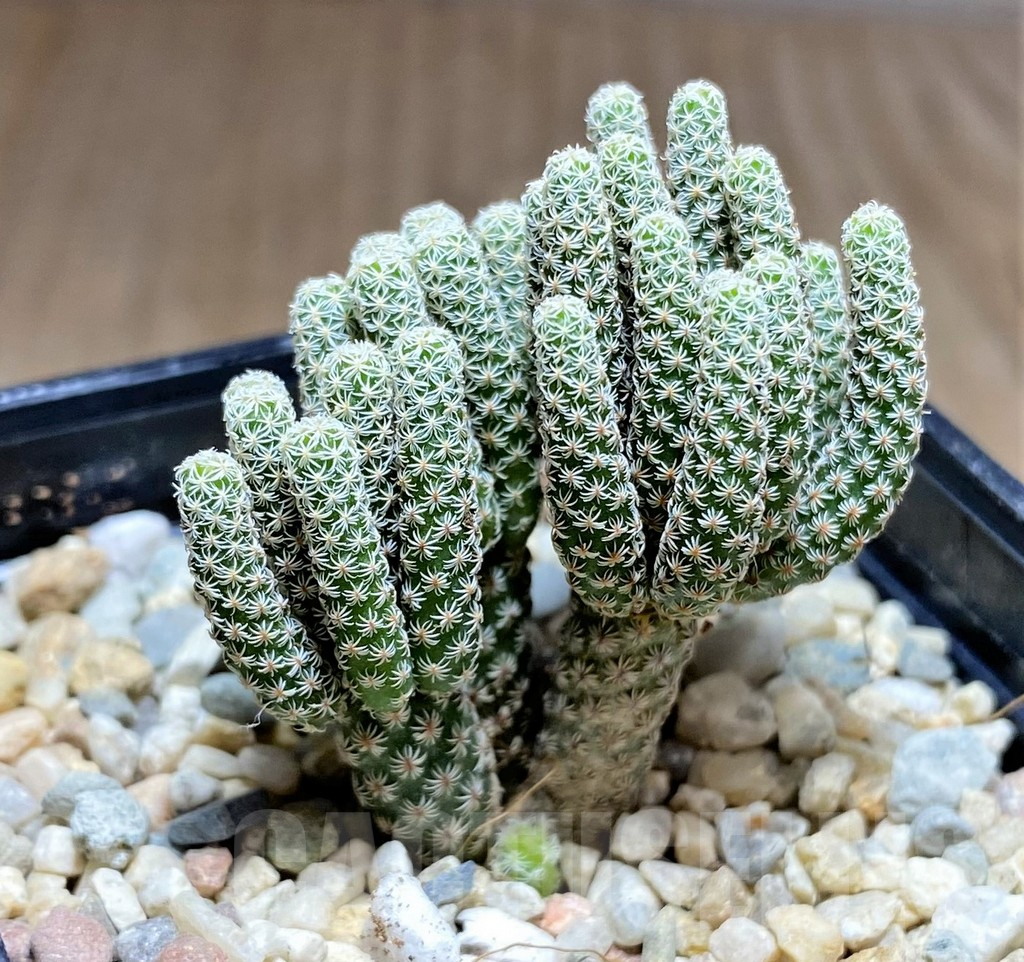 SHPR26167 Turbinicarpus krainzianus 'Minimus'