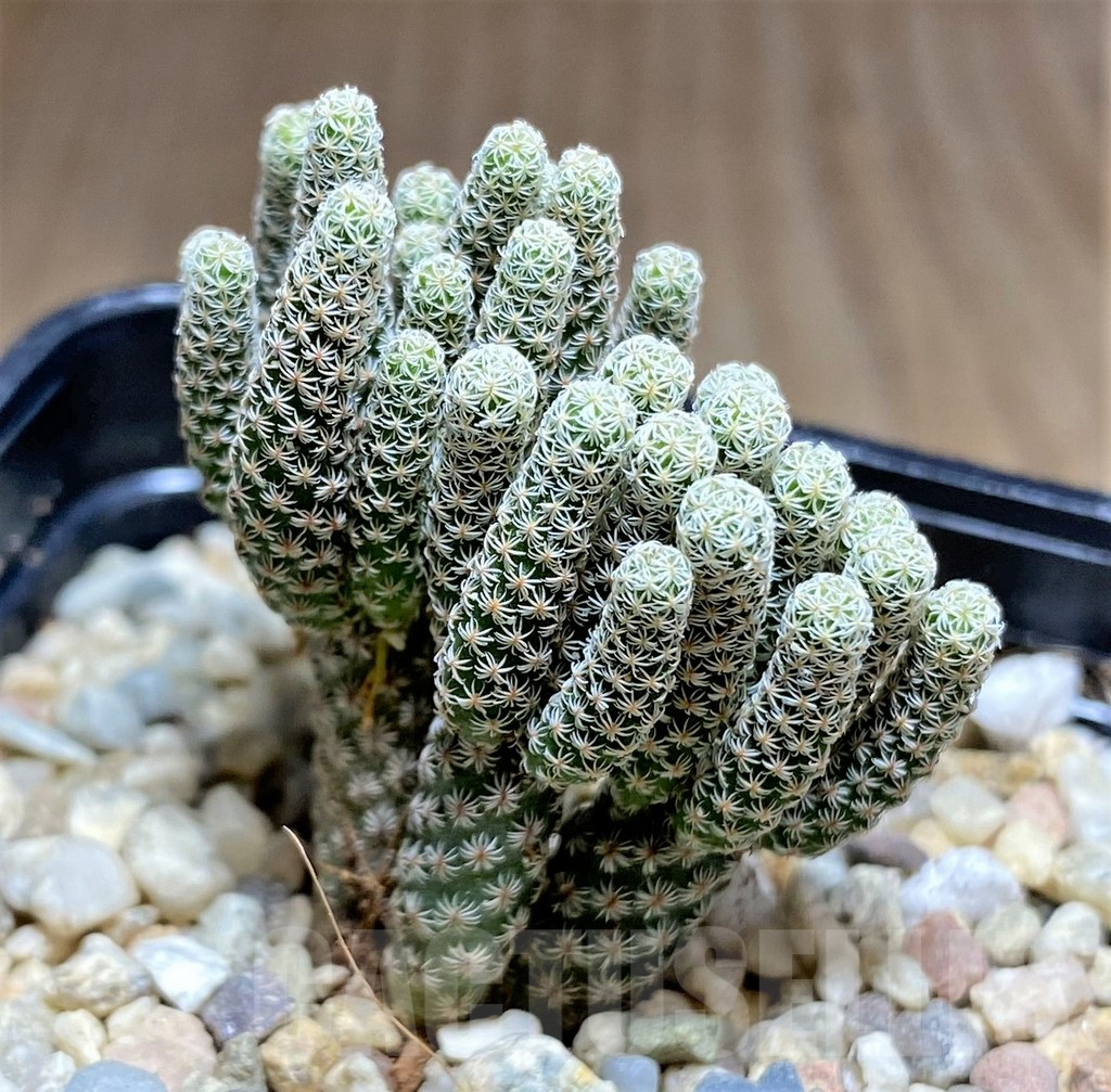 SHPR26167 Turbinicarpus krainzianus 'Minimus' – Bild 2