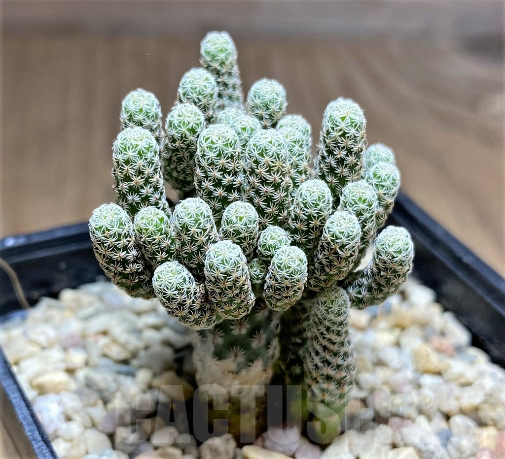 SHPR26168 Turbinicarpus krainzianus 'Minimus' – Bild 2