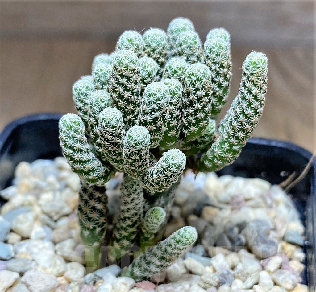 SHPR26168 Turbinicarpus krainzianus 'Minimus'