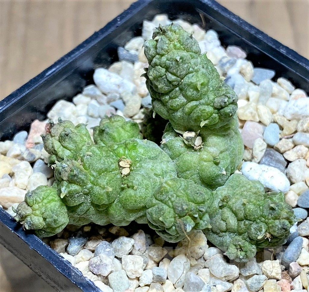 SHPR26169 Pseudolithos dodsonianus hybrid – Bild 2