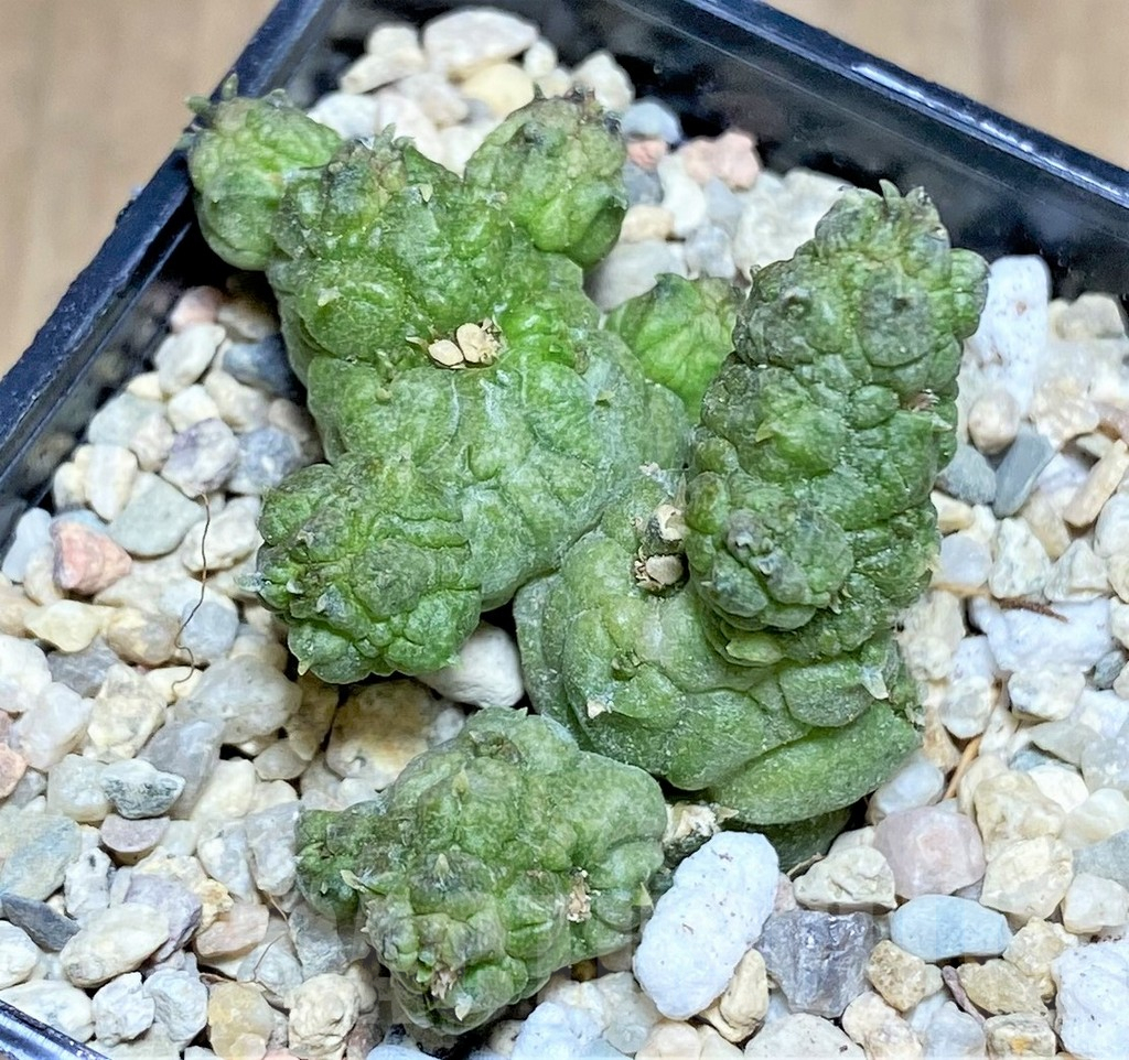 SHPR26169 Pseudolithos dodsonianus hybrid