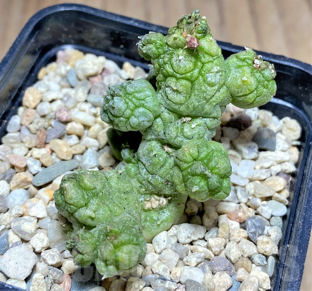 SHPR26171 Pseudolithos dodsonianus hybrid