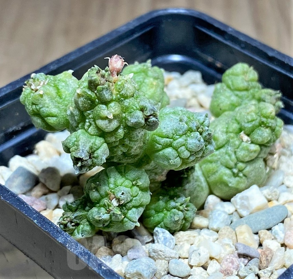 SHPR26171 Pseudolithos dodsonianus hybrid - Зображення 2