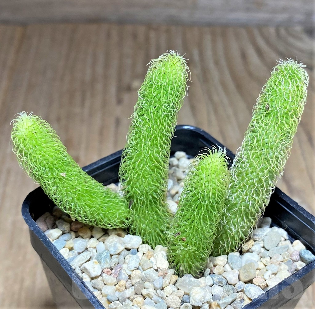 SHPR26173 Stapelianthus pilosus