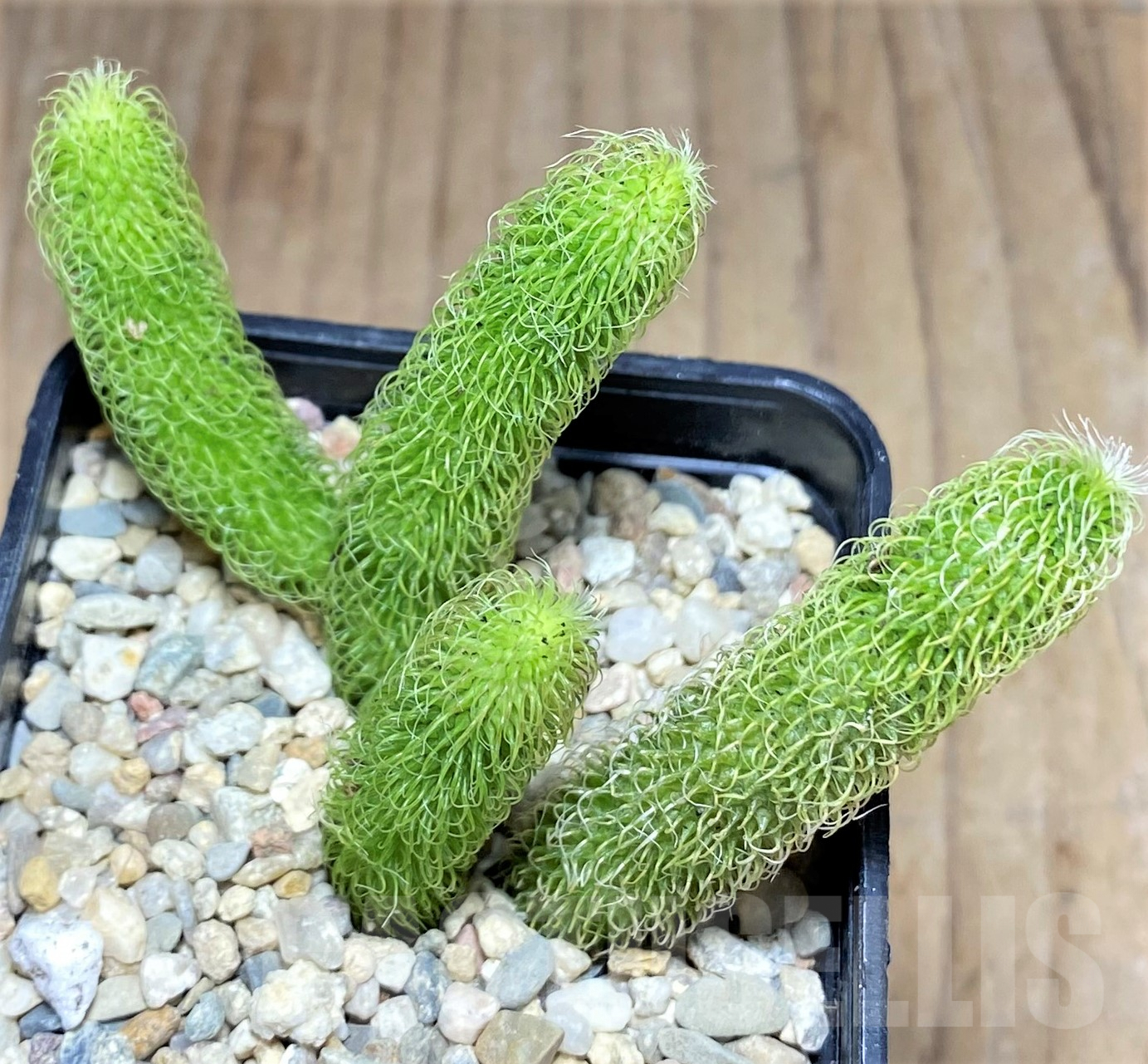 SHPR26173 Stapelianthus pilosus - 画像 (2)