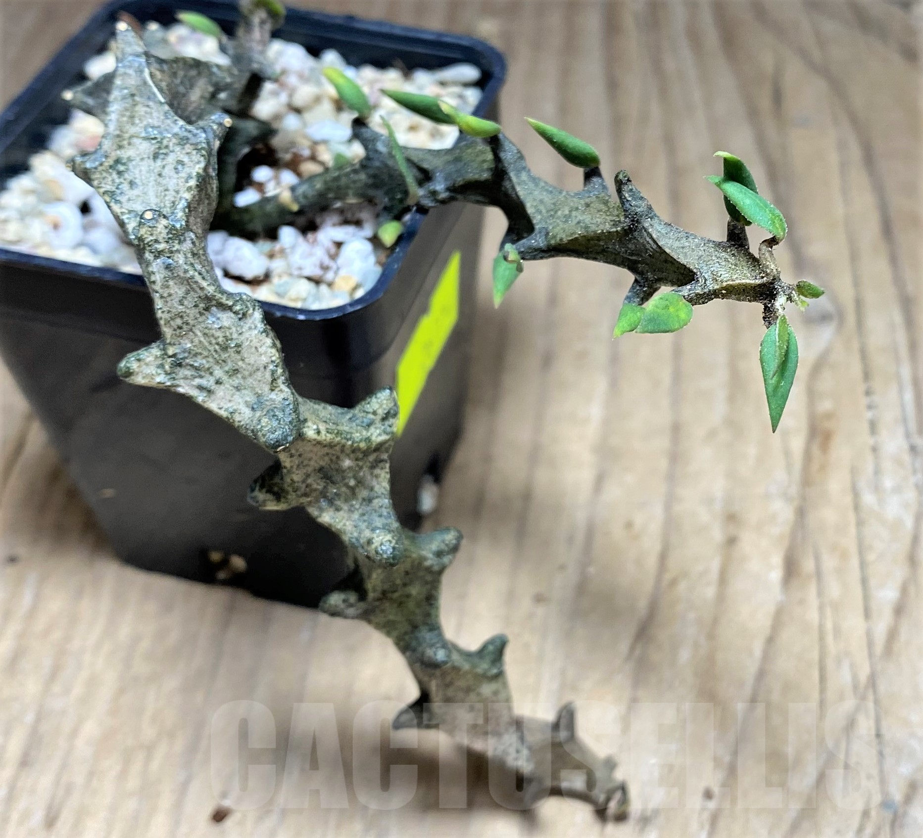 SHPR26174 Ceropegia armandii - 画像 (2)