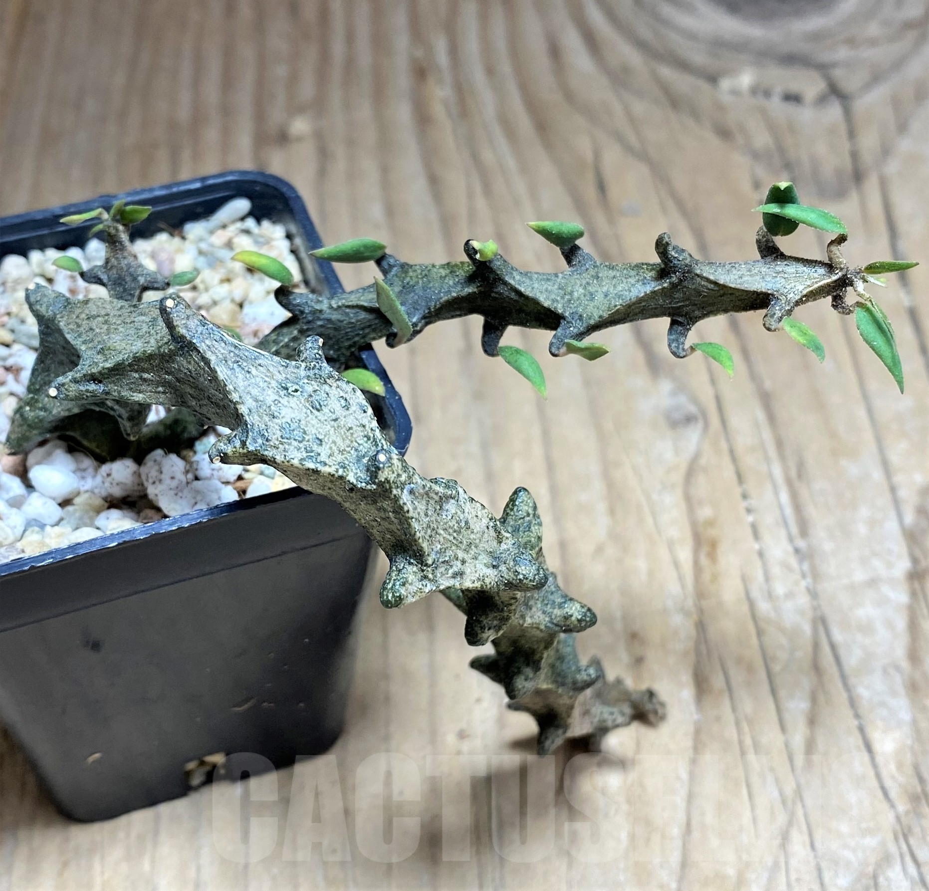 SHPR26174 Ceropegia armandii - 画像 (3)