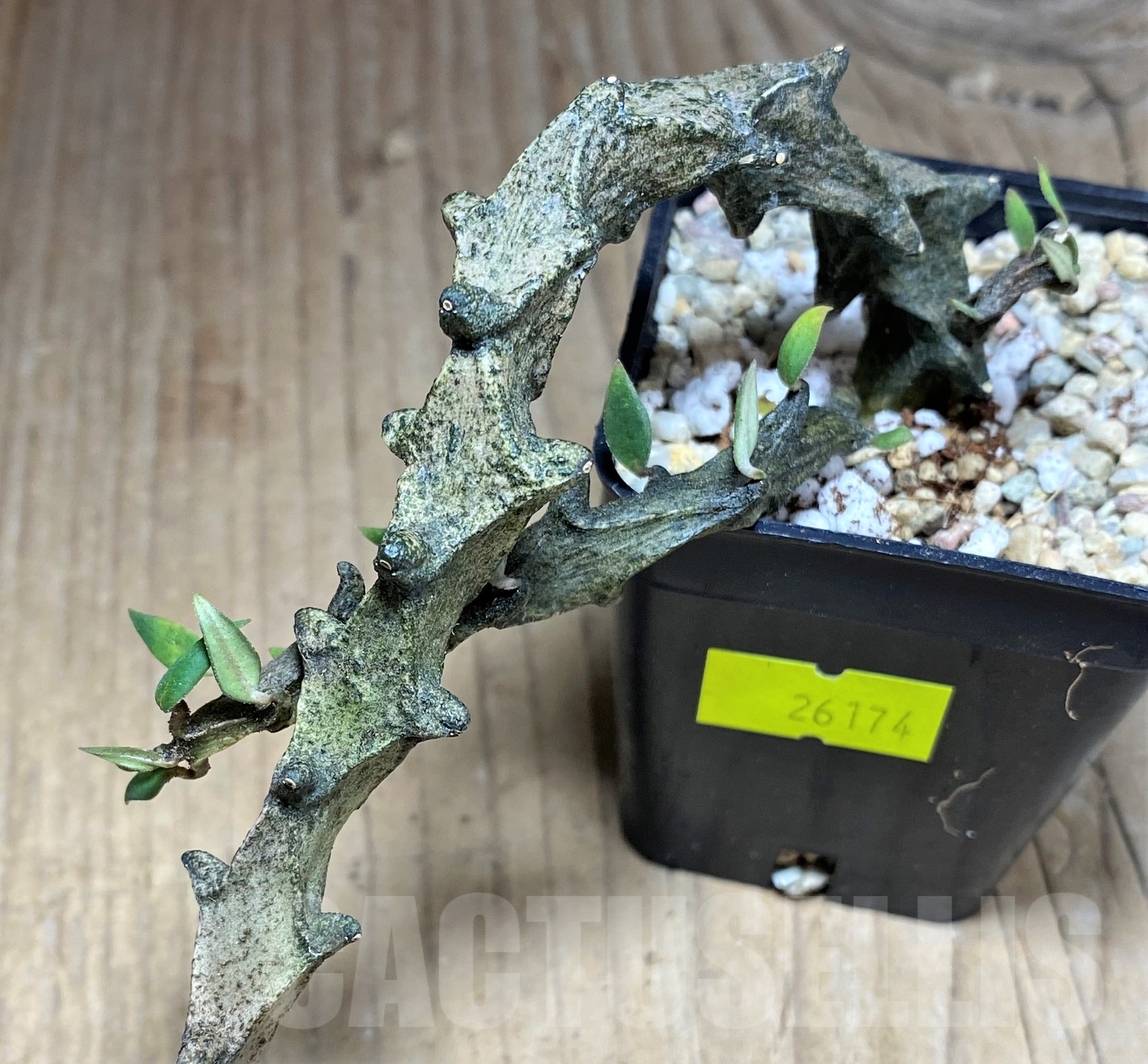 SHPR26174 Ceropegia armandii