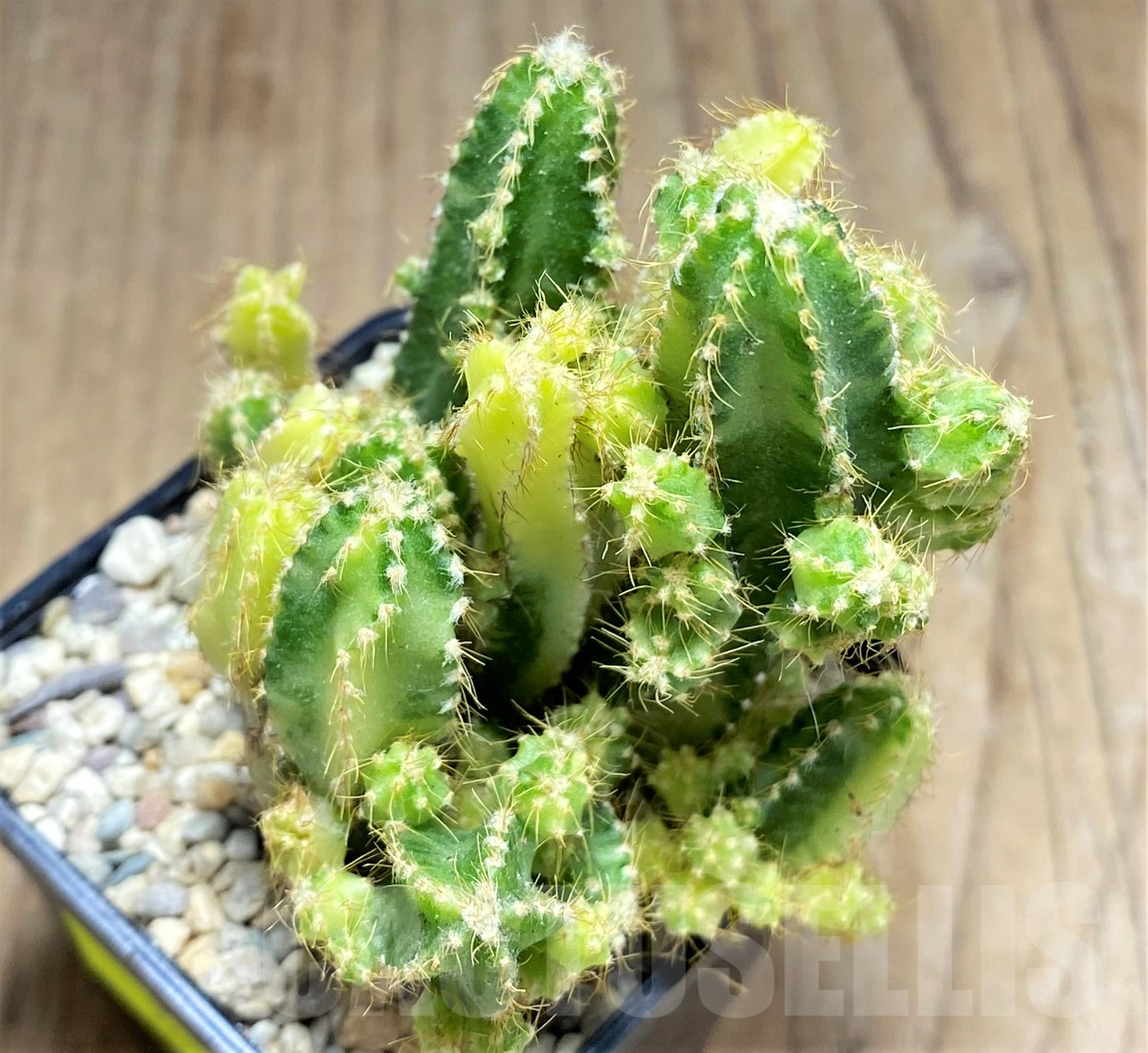 SHPR26176 Cereus tetragonus f. variegata - 画像 (3)