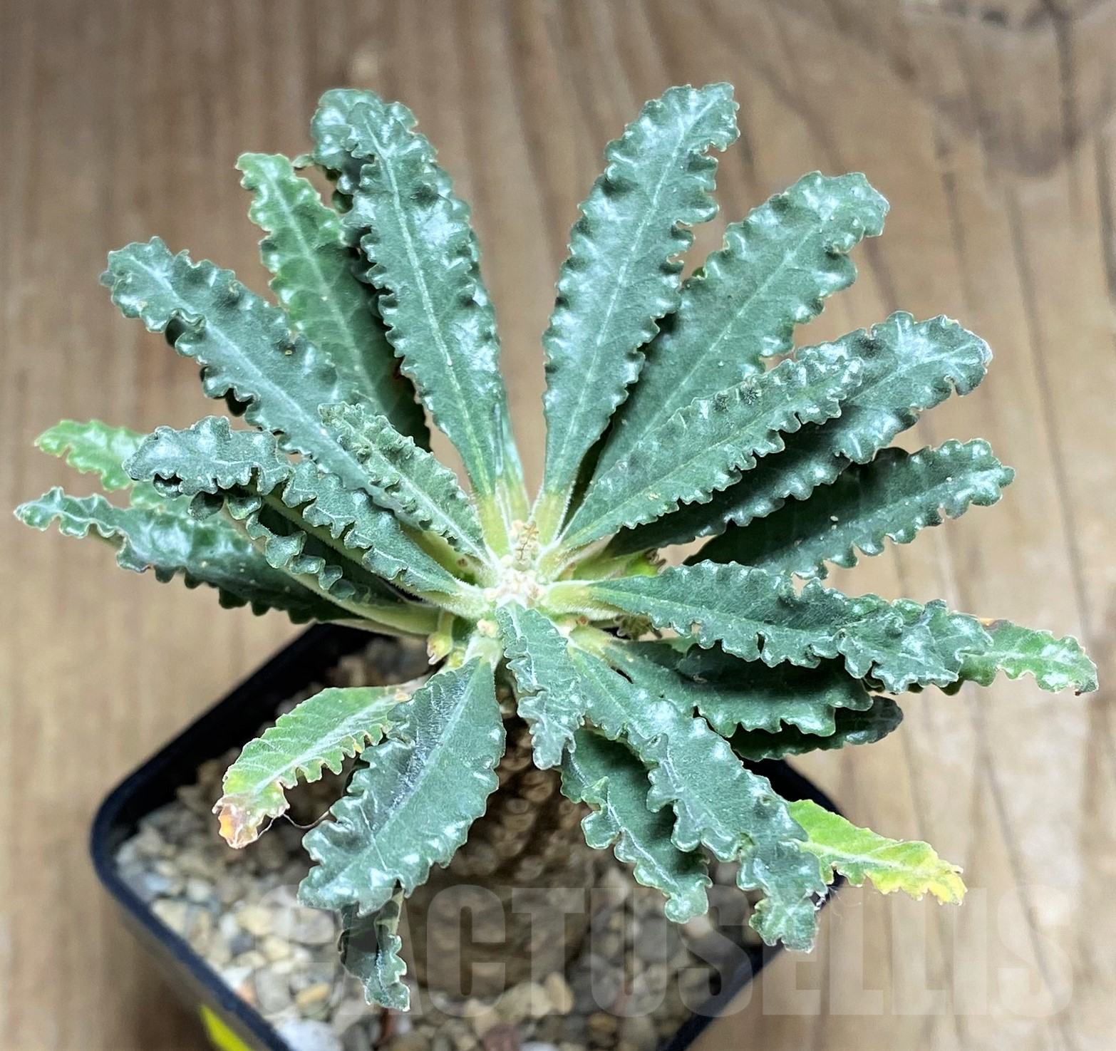 SHPR26177 Dorstenia lavrani - 画像 (2)