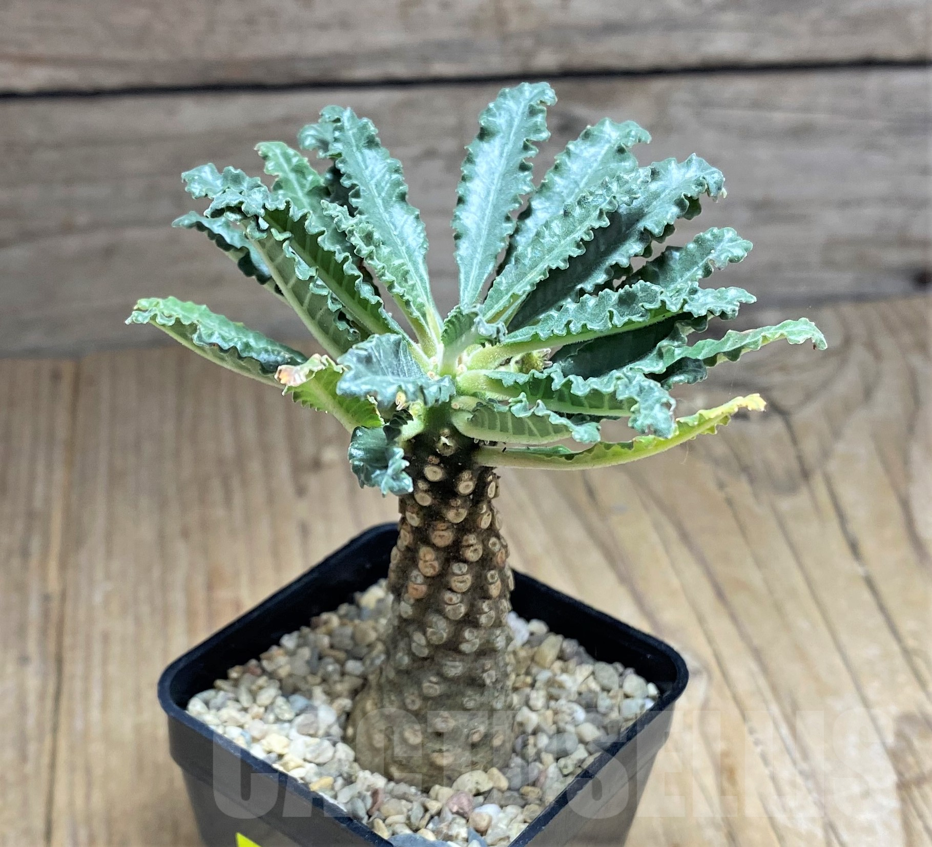 SHPR26177 Dorstenia lavrani