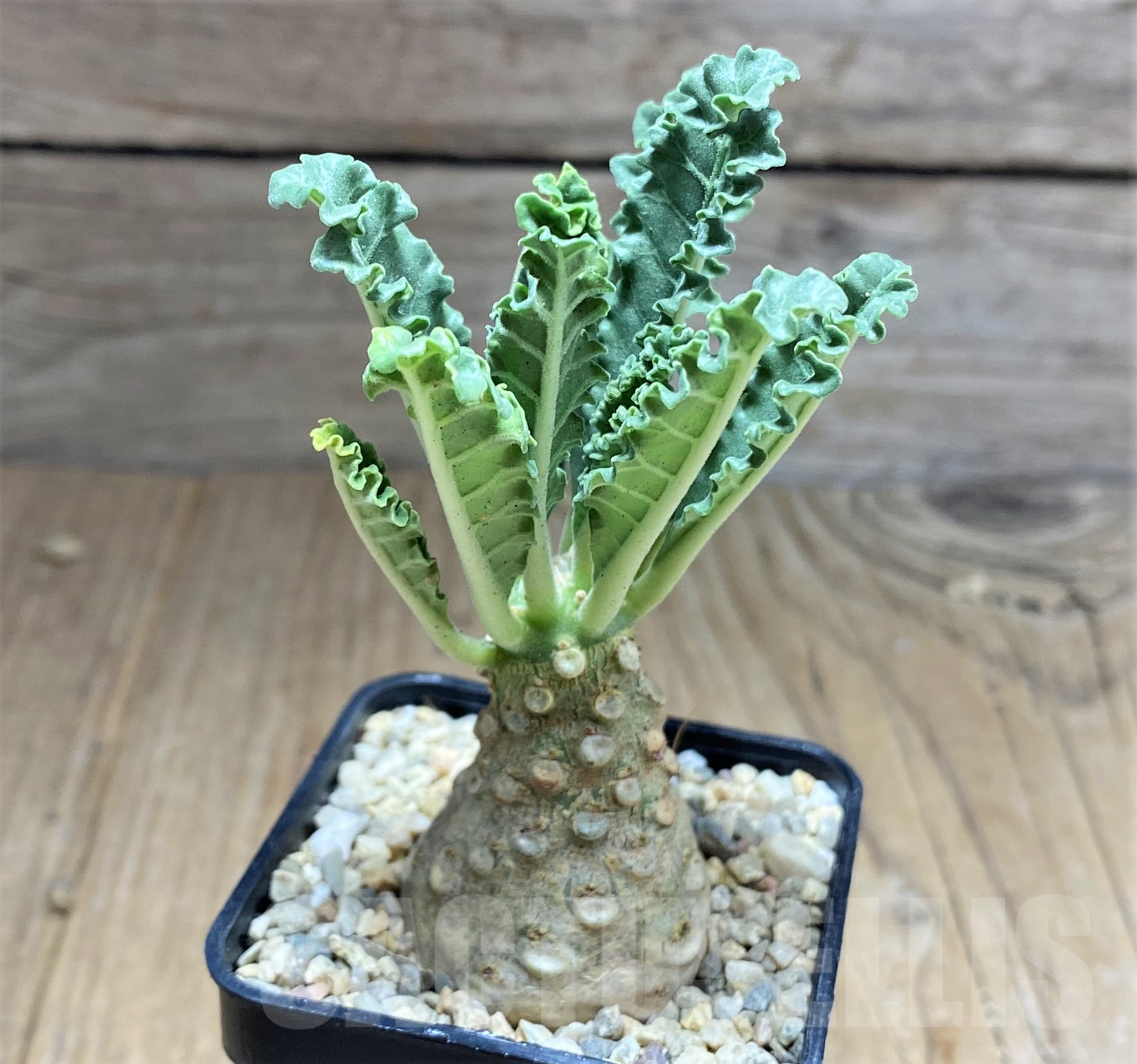 SHPR26179 Dorstenia lavrani