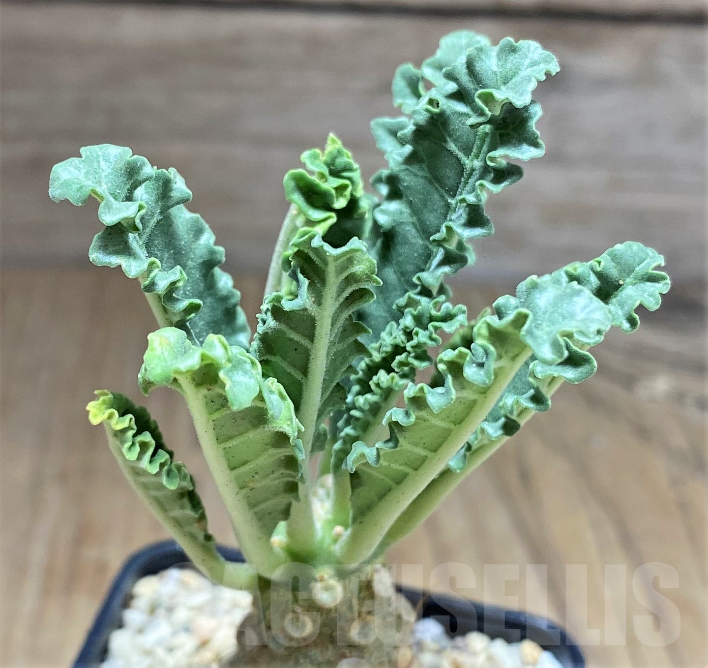 SHPR26179 Dorstenia lavrani - Image 2