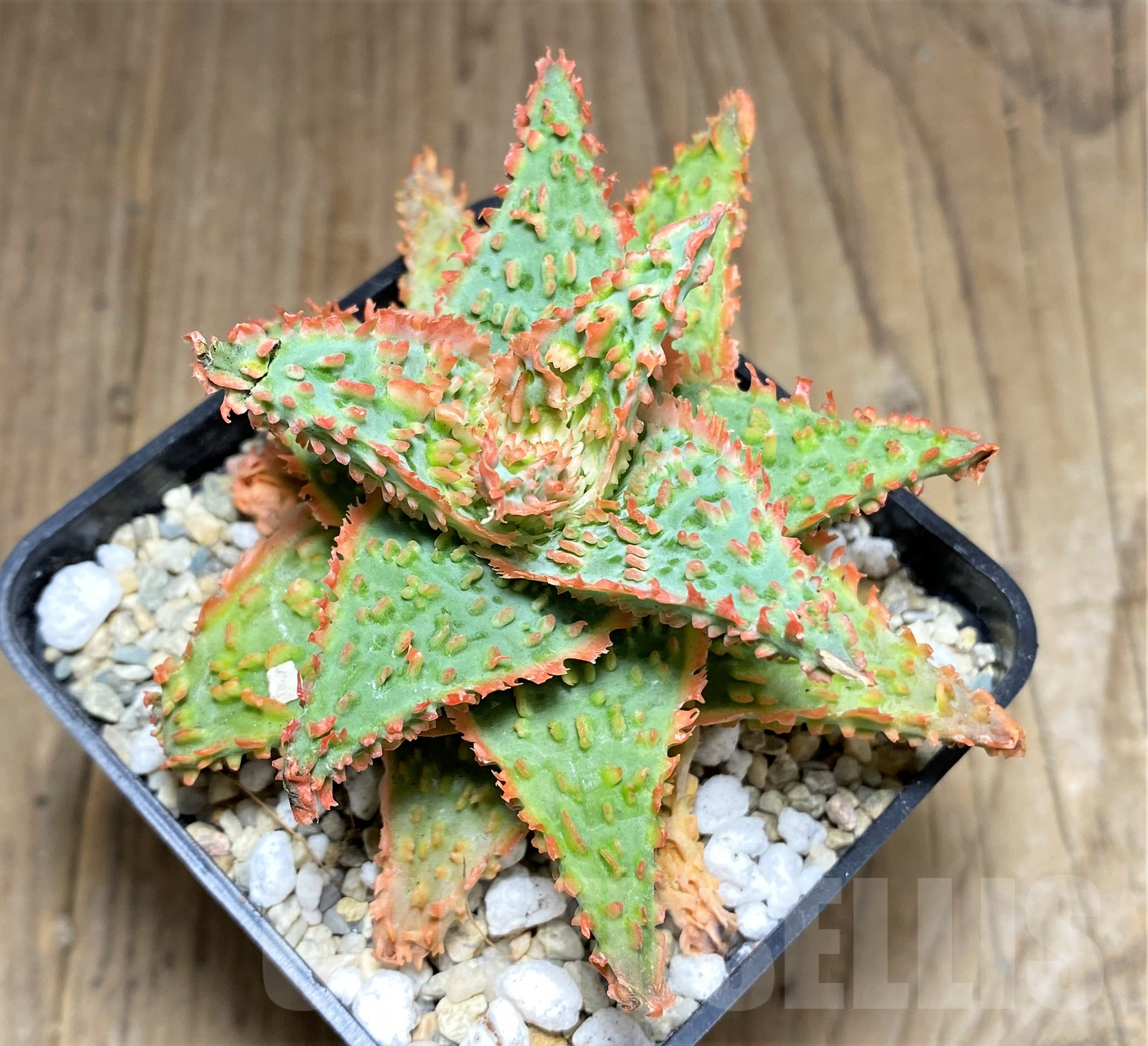 SHPR26180 Aloe OPN hybrid - Image 3