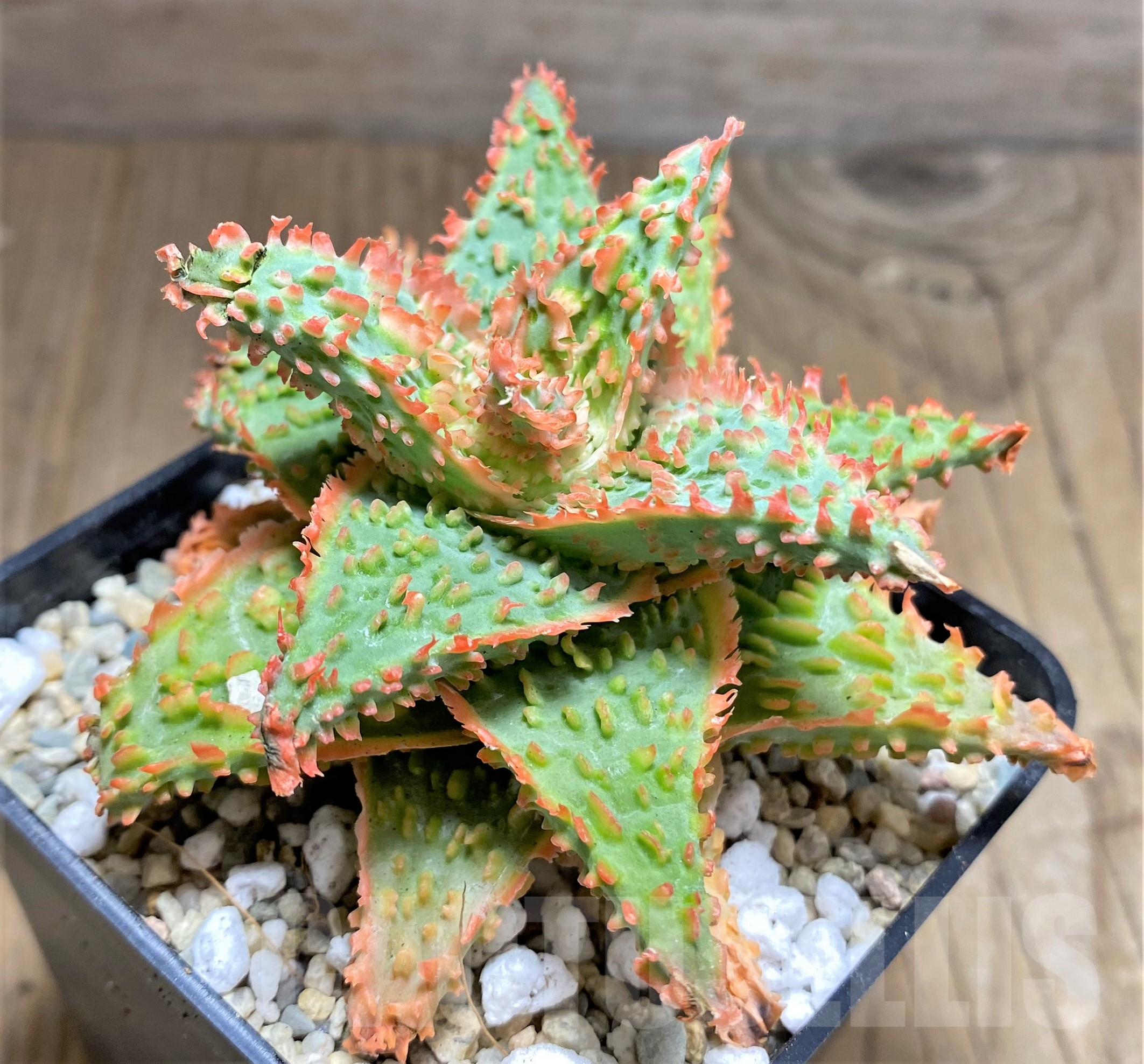 SHPR26180 Aloe OPN hybrid