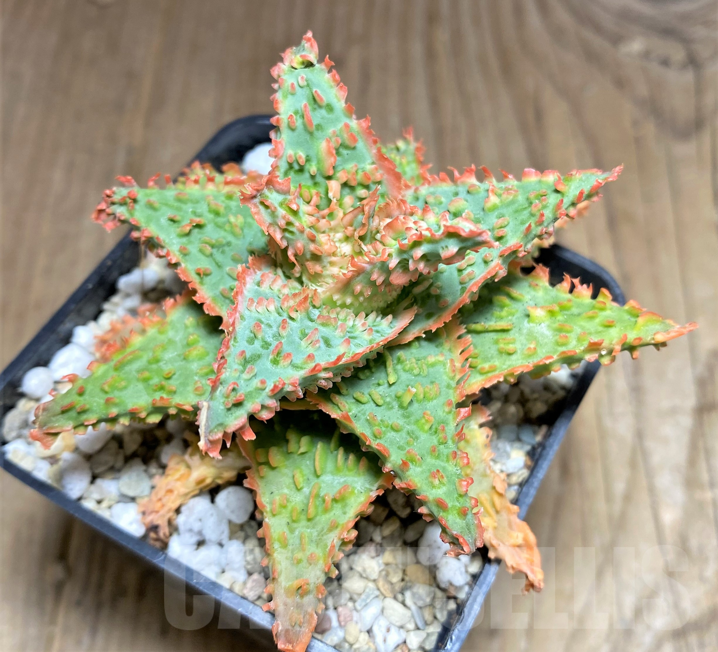 SHPR26180 Aloe OPN hybrid - Image 2