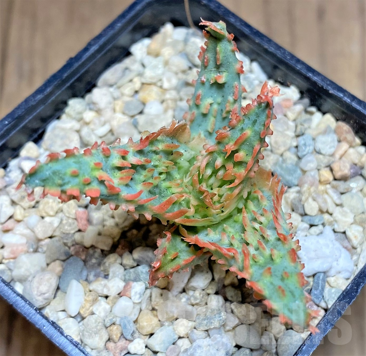 SHPR26181 Aloe OPN hybrid - immagine 2