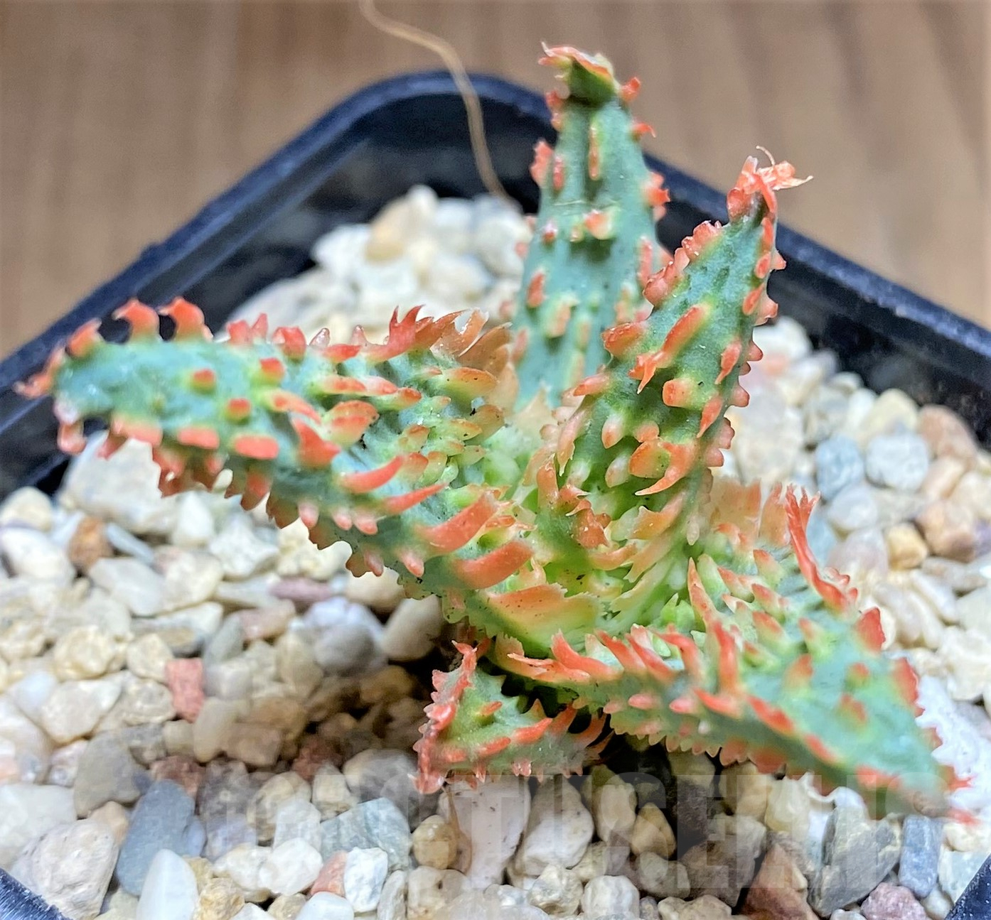 SHPR26181 Aloe OPN hybrid